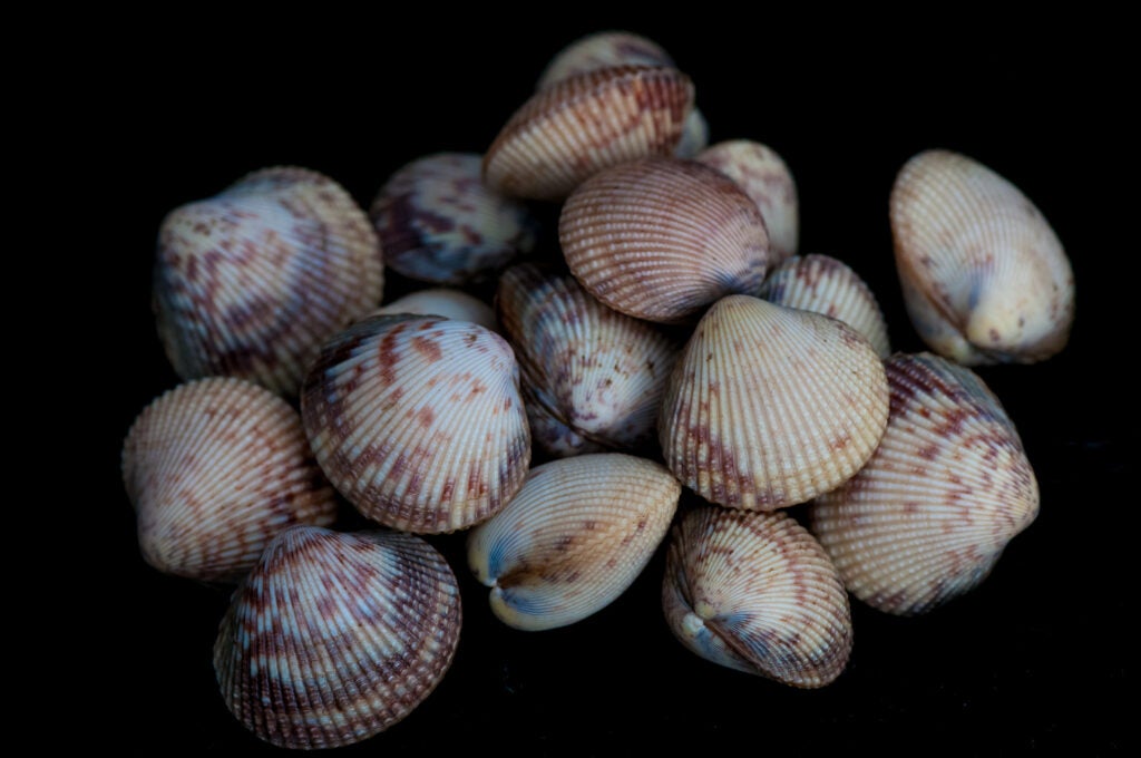 A group of cockles