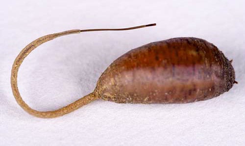 rat-tailed maggot