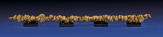You Can Own The Longest Piece Of Fossilized Feces Ever Sold