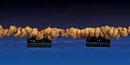 You Can Own The Longest Piece Of Fossilized Feces Ever Sold