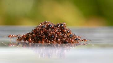 The terrifying way fire ants take advantage of hurricane floods