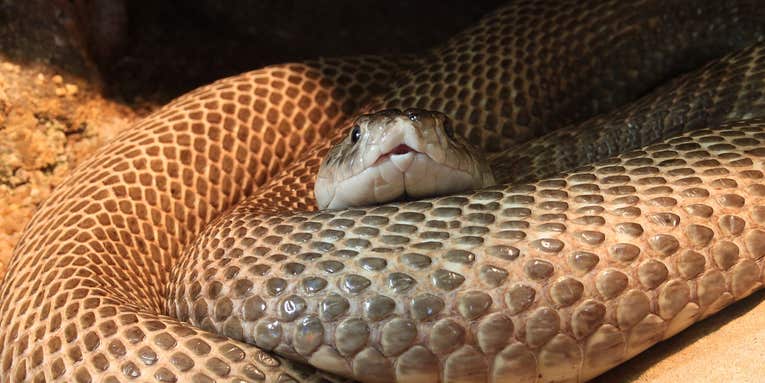 Evolution Didn’t Rob Snakes of Their Limbs – Other Animals Gained Them