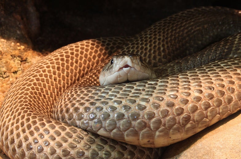 Evolution Didn't Rob Snakes of Their Limbs - Other Animals Gained Them