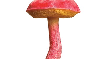 Book of Fungi Makes Us Want to Go Mushroom-Hunting