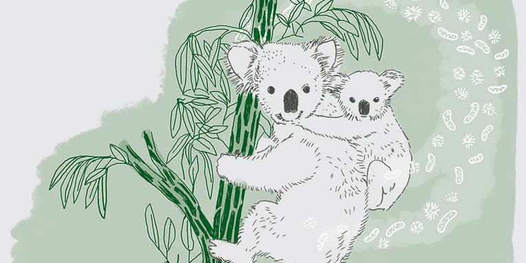 How to handle a koala-chlamydia epidemic