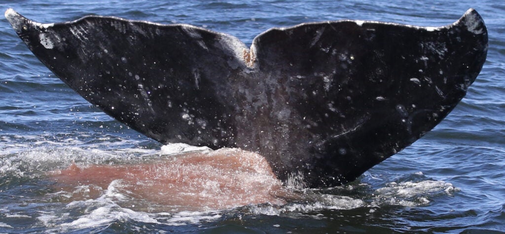 whale pooping