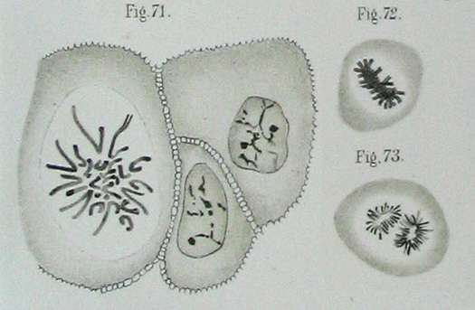 Comparing living cells to stained slides allowed <a href="http://www.britannica.com/EBchecked/topic/210024/Walther-Flemming">Walther Flemming</a> to determine the stages of mitosis and their order. He used then-newly-discovered aniline dyes to identify a thread-like material in the nucleus of the observed cells, later determined to be chromosomes. This illustration shows cell divisions Flemming observed in the human cornea.