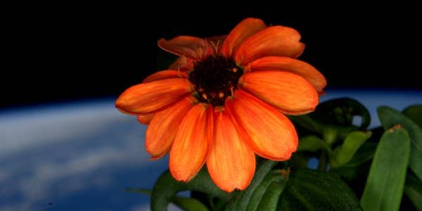 This Flower Just Bloomed In Space
