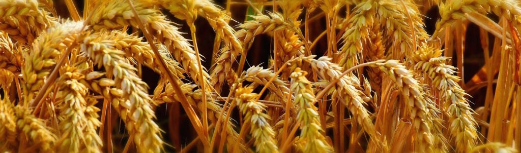 Wheat crops.