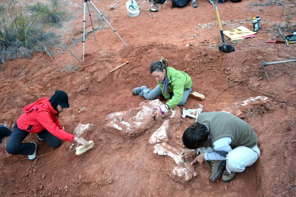 three researchers digging up dinosaur bones