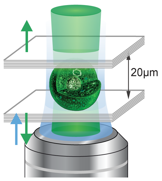 When a single biological cell genetically programmed to produce green fluorescent protein is placed inside an optical resonator consisting of two parallel mirrors separated by 20 µm (0.02 mm), the cell can generate green laser light.