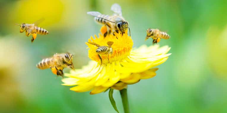 Saving pollinators is about more than just honeybees