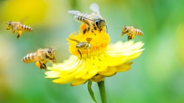 Saving pollinators is about more than just honeybees