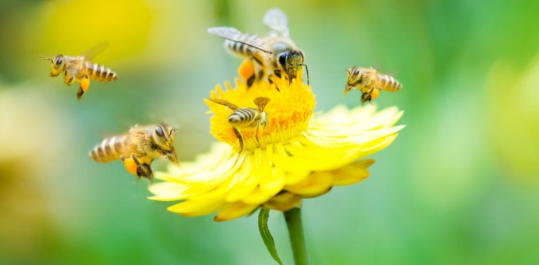 Bees photo