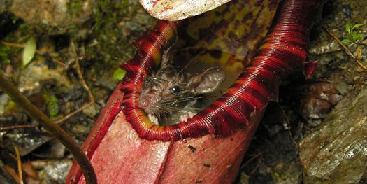 Newly Discovered Carnivorous Jungle Plant Gobbles Rats Whole
