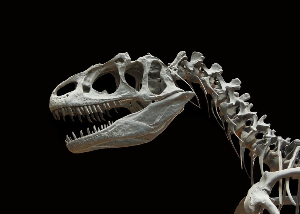 Dinosaur skeleton head and neck on black background.