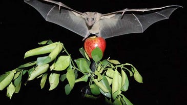 A Special Brain Compass Helps Bats, And Other Animals, Navigate Correctly