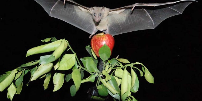 A Special Brain Compass Helps Bats, And Other Animals, Navigate Correctly
