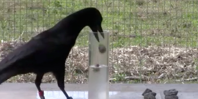 Video: Aesop-Inspired Study Shows Crows Can Be As Smart As Human Children