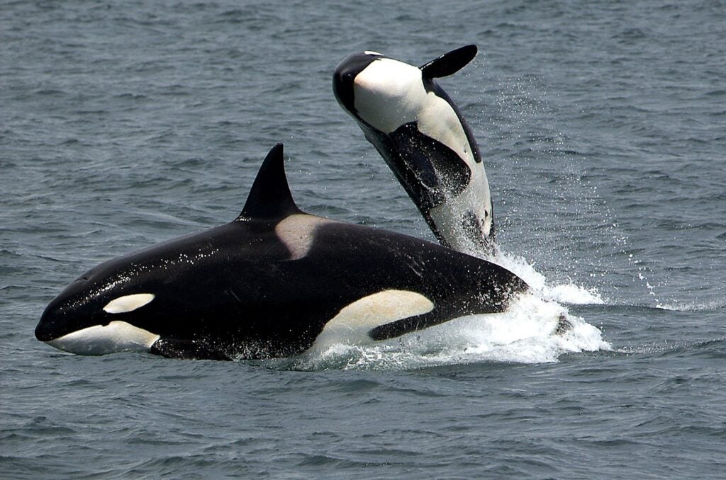 A baby killer whale leaps over its mother killer whale.