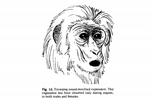 Drawn Stumptail Monkey with its mouth open wide