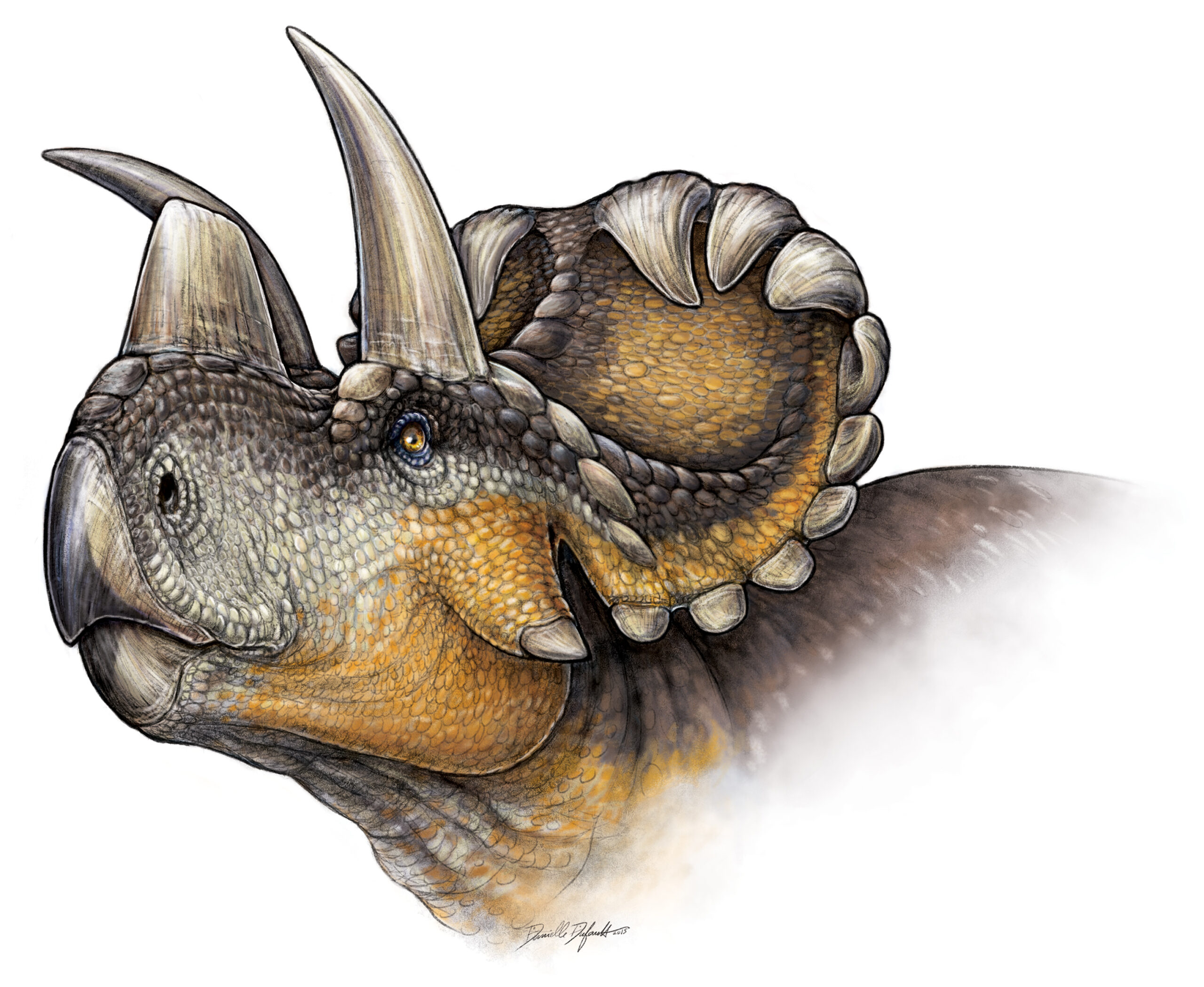 New Triceratops Relative Discovered, Named ‘Wendy’