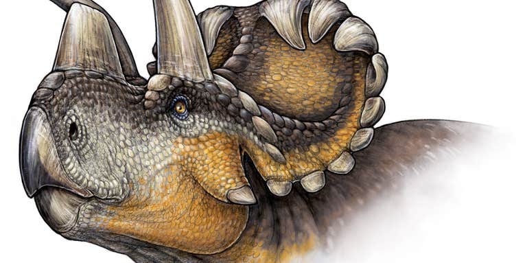 New Triceratops Relative Discovered, Named ‘Wendy’