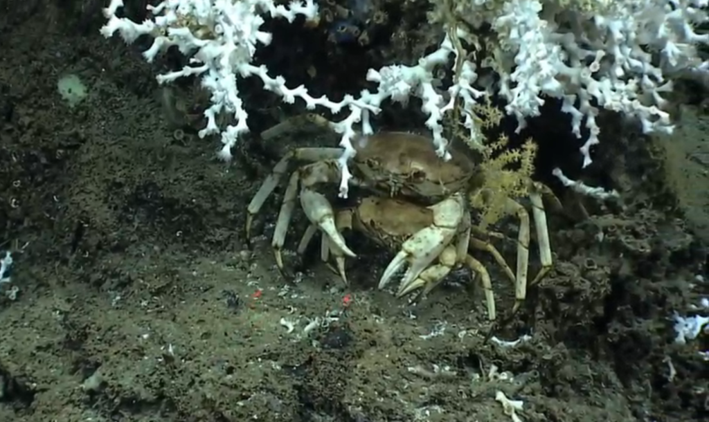 two golden crabs mating under a coral colony