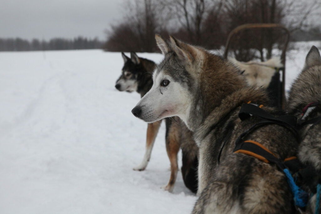The full throttle driving and bright cars stood in contrast to the cold Finnish landscape, which included sled dogs.
