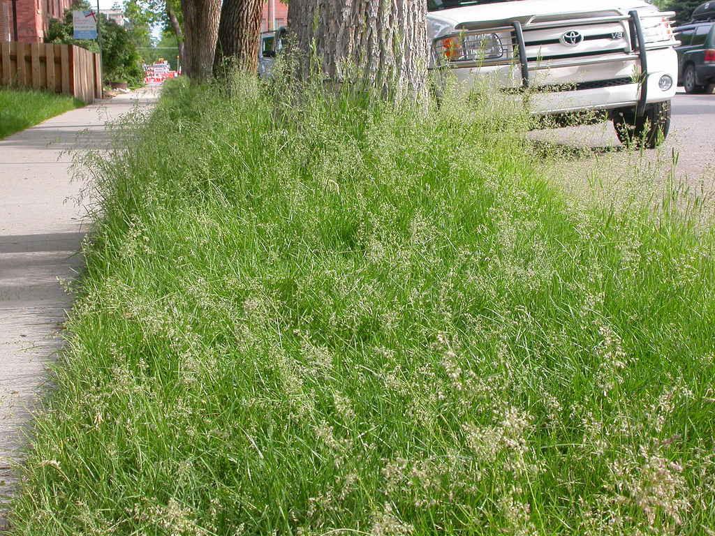 USDA Won’t Regulate Genetically Modified Grass, Sparking Superweed Worries
