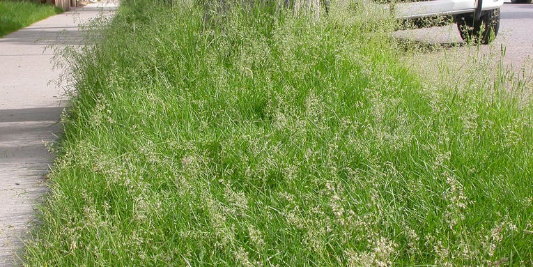 USDA Won’t Regulate Genetically Modified Grass, Sparking Superweed Worries