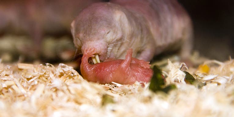 The secret to being a great naked mole-rat mom is in their poop