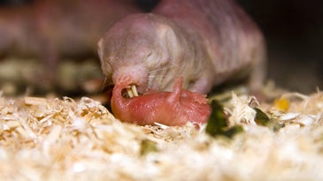 The secret to being a great naked mole-rat mom is in their poop