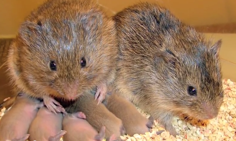 What Drunk Prairie Voles Can Tell Us About Booze And Relationships