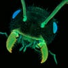 <strong>11th Place</strong> Dr. Jan Michels of Christian-Albrechts-Universität zu Kiel in Kiel, Germany shot this photo at 10X of an ant head using confocal and autofluorescence.