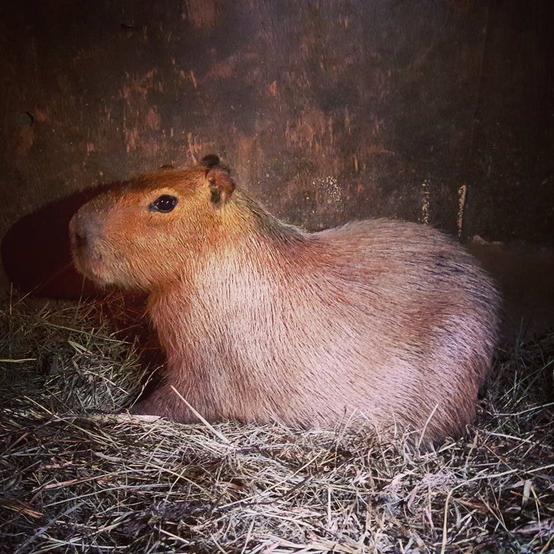 Toronto Capybara