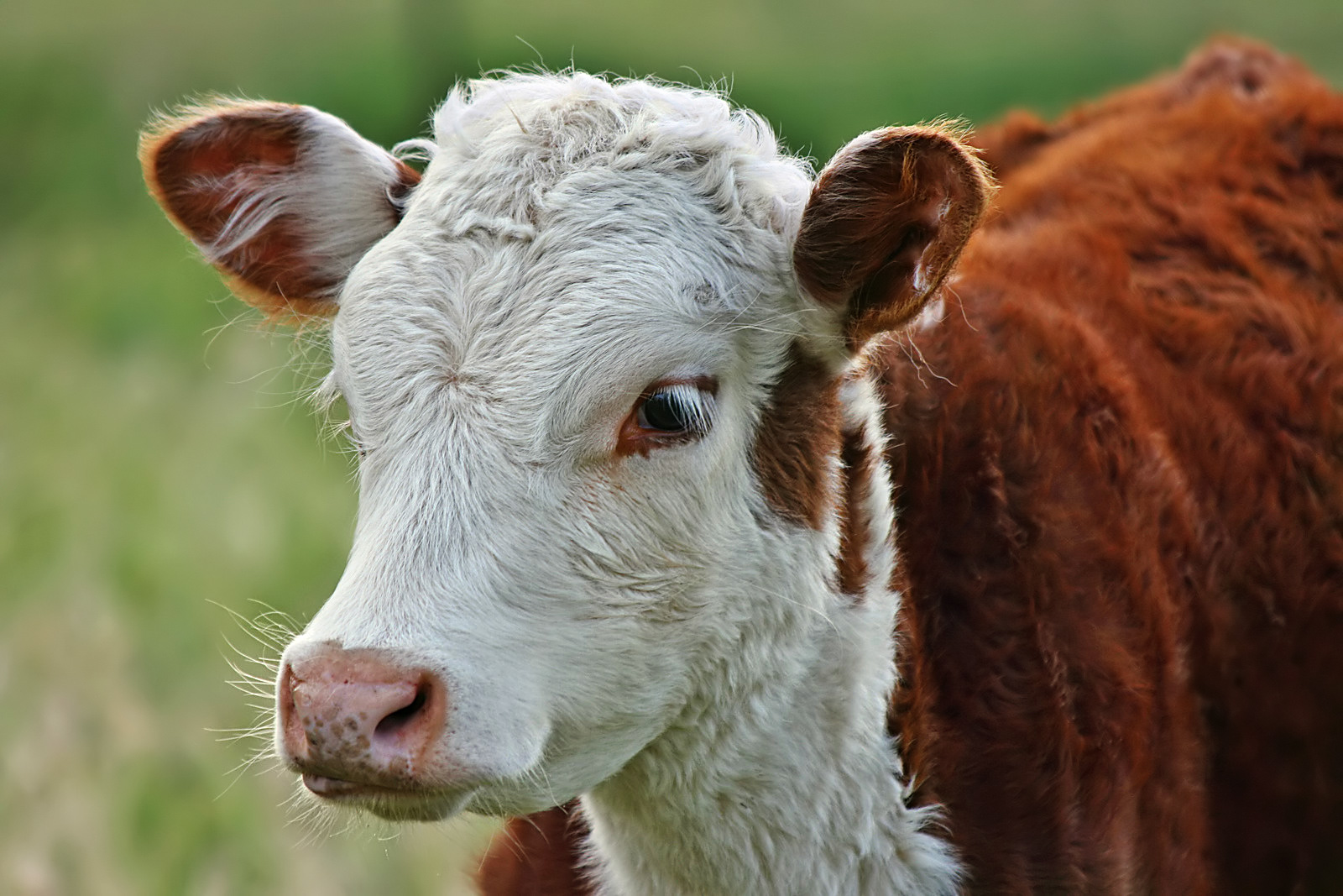 Gene Editing Makes Cows Without Horns