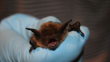 One cave’s losing battle against a deadly bat fungus