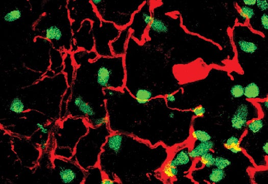 In red, the channels along which T cells move in an animal lymph node.