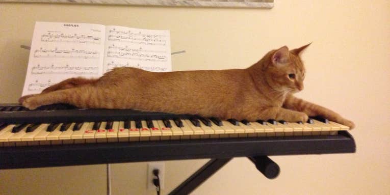 Scientists Have Composed Music Especially For Cats