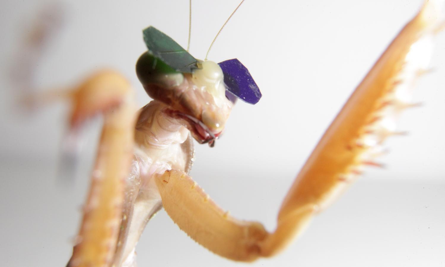Scientists from Newcastle University <a href="https://www.popsci.com/praying-mantises-wearing-3d-glasses-prove-that-they-can-see-in-3d/">outfitted</a> praying mantises in miniature 3-D glasses attached with beeswax in an effort to determine whether mantises use 3D vision. They <a href="http://www.nature.com/articles/srep18718#results/">concluded</a> that the insects likely make use of 3-D vision when they hunt.