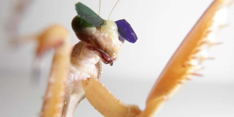 Praying Mantises Wearing 3D Glasses Prove That They Can See In 3D