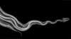X-ray of a large snake.