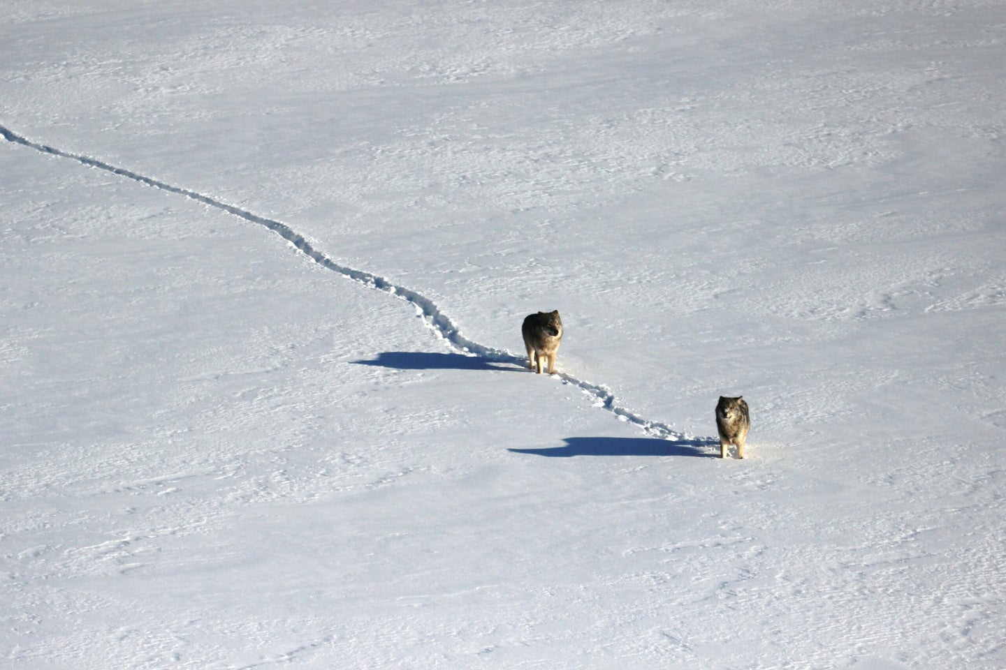Two wolves travel in a single-file line across ice and snow in winter.