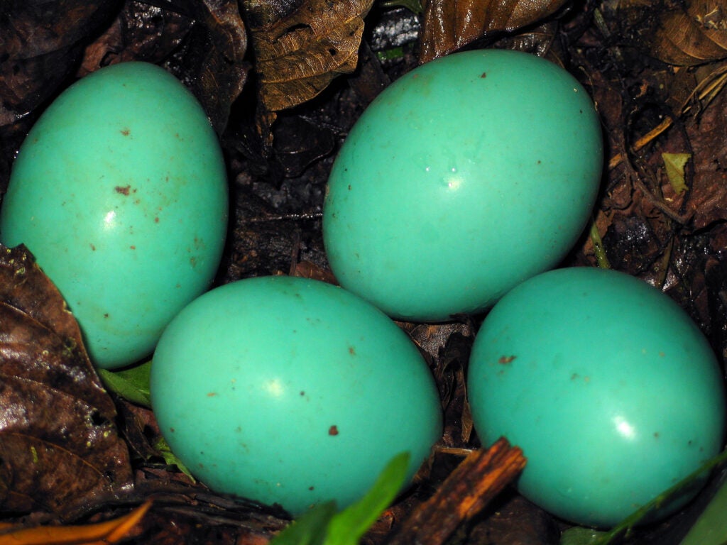 Great Tinamou Eggs