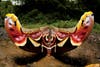 This Atlas moth is in a defensive posture, making itself seem bigger than it really is. It's probably not necessary; this species is the largest moth in the world, with a whopping 10-inch wingspan. Read more at <a href="http://www.newscientist.com/blogs/shortsharpscience/2012/02/a-giant-among-moths.html">New Scientist</a>.