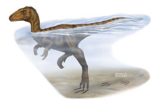 Dinosaurs Could Doggy Paddle Long Distances