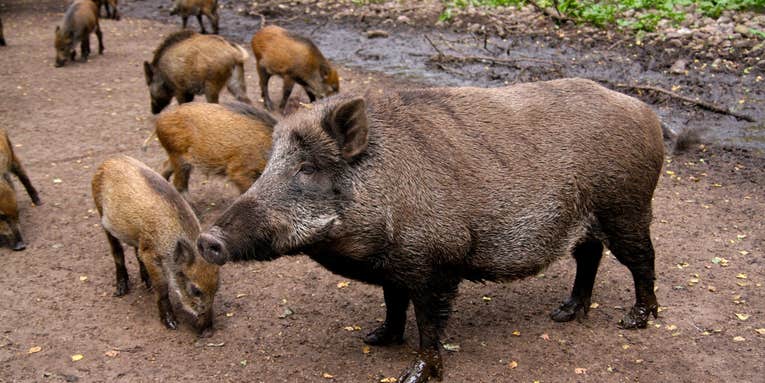 German Boars Are Too Radioactive To Eat