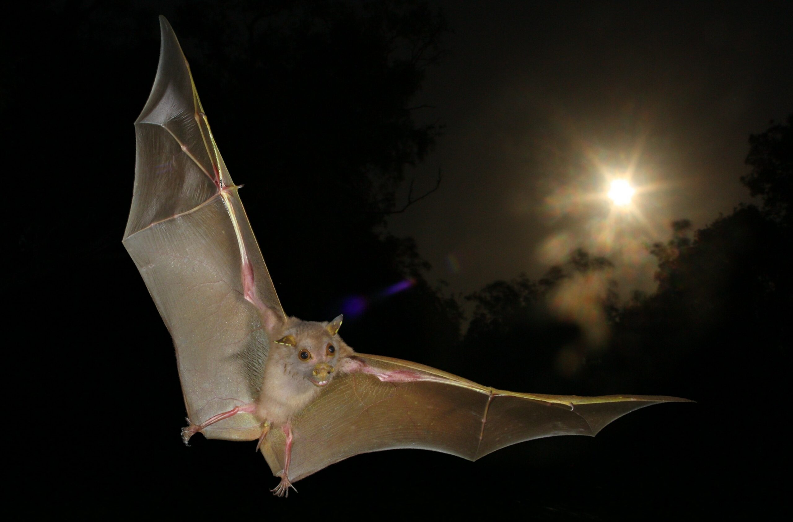 Fruit Bats Have Sonar, Too
