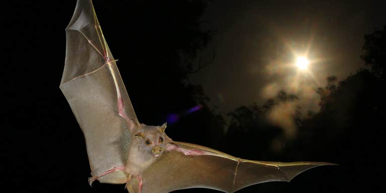 Fruit Bats Have Sonar, Too